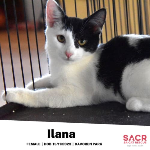 Ilana