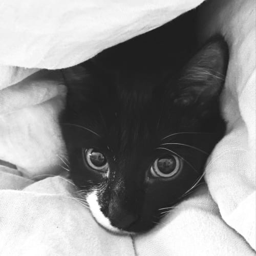 Antonio - Located in Eltham