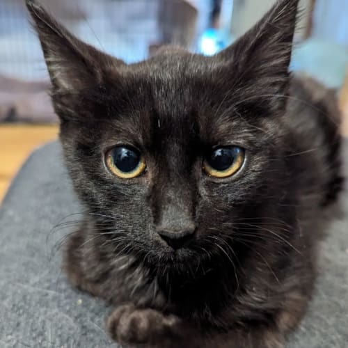 Toothless *9 Lives Project Rescue*