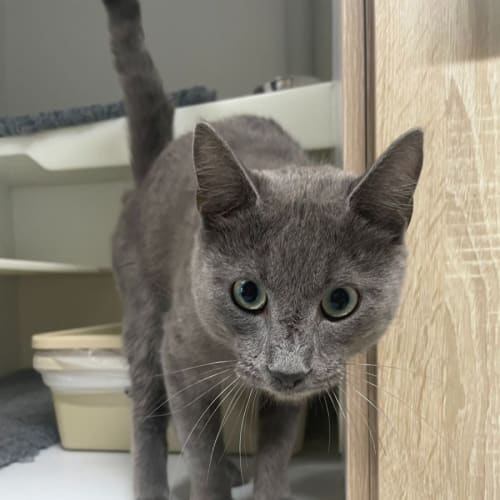 💫 Orbit F02816 💫