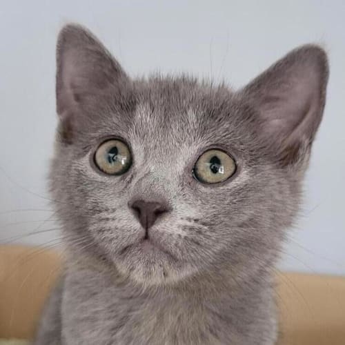 Kitty Purry