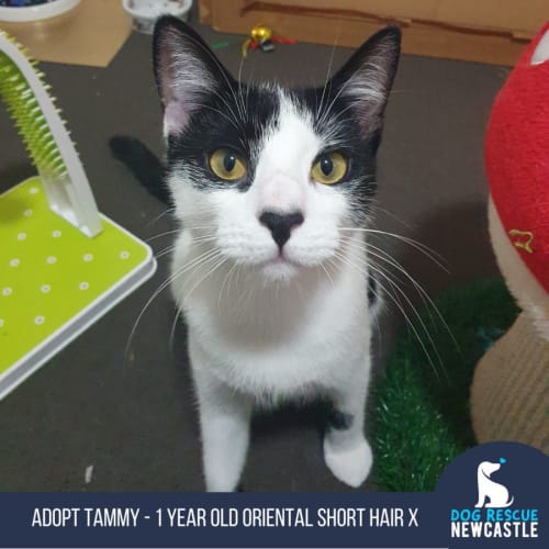 Tammy - 1 Year Old Oriental Short Hair X