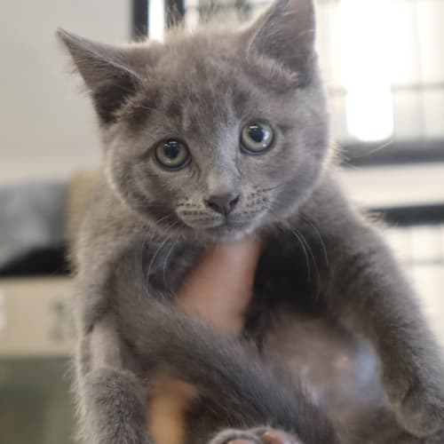 Pepper