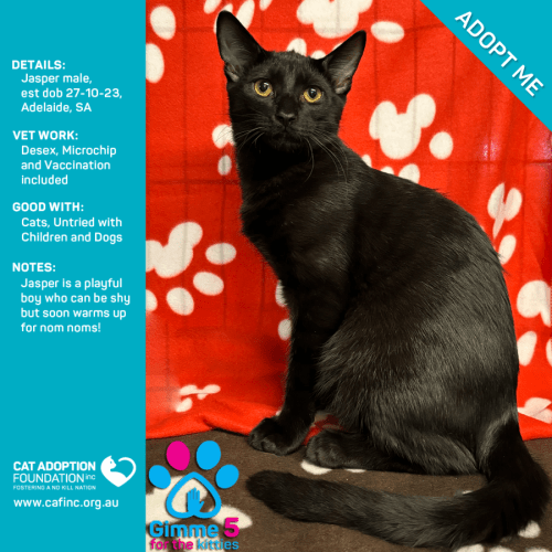 Jasper Just $50 Limited Time!