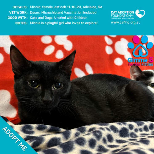 Minnie Just $50 Limited Time!