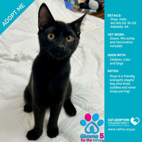 Onyx Just $50 Limited Time!