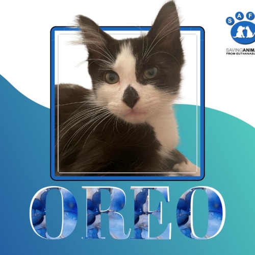 Oreo