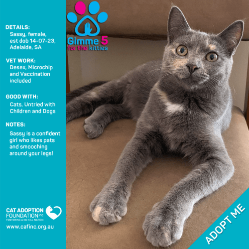 Sassy Just $50 Limited Time!