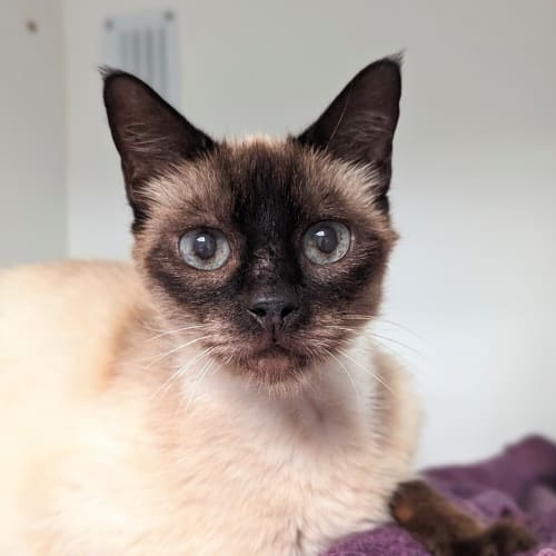 Simon