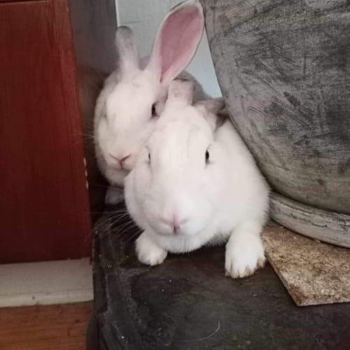 Clementine & (Calamity) Jane