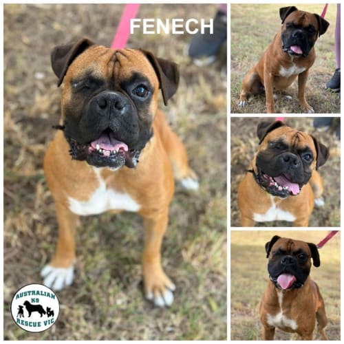 Fenech 