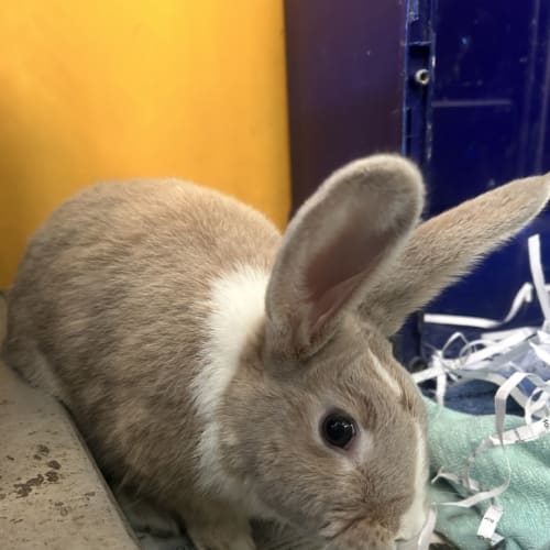 Fluffbuns