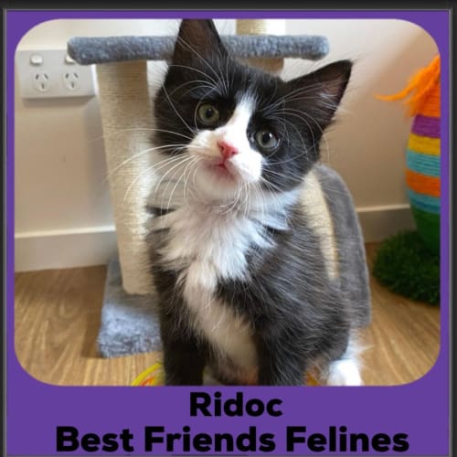 Ridoc