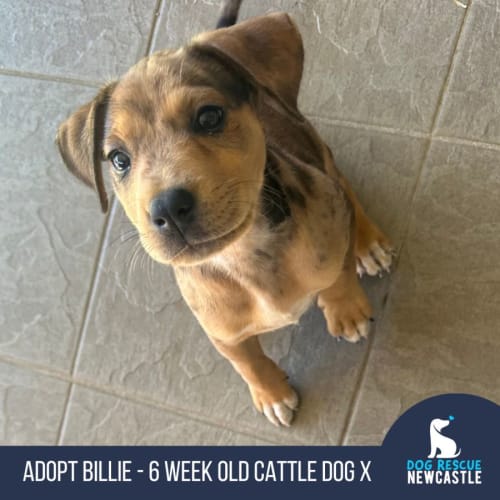 Billie - 6 Week Old Cattle Dog X (Trial)