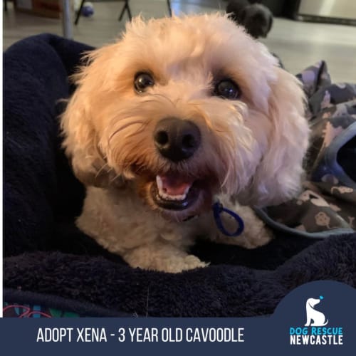 Xena - 3 Year Old Cavoodle (Trial)