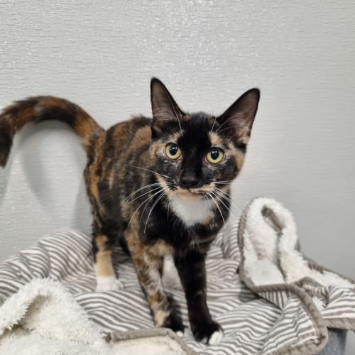Gypsy (bonded With Olive)