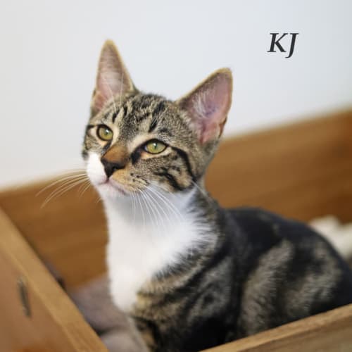 Kj