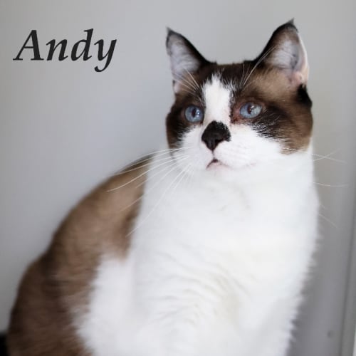 Andy