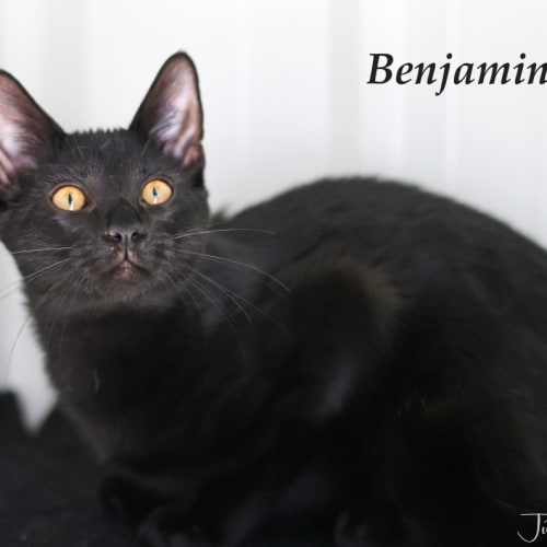 Benjamin