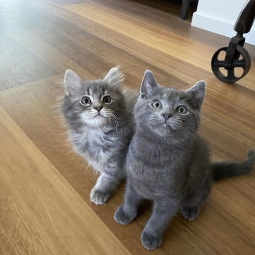 Blaze (and Storm)
