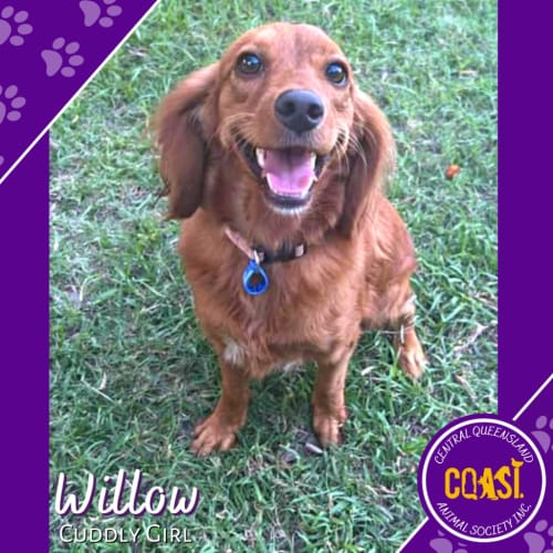 Willow