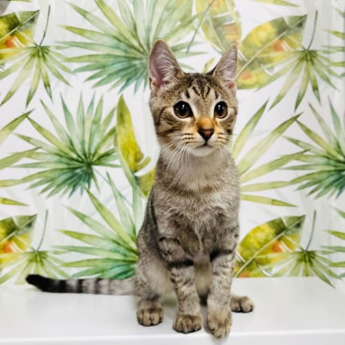 Cheryl - Located Preston