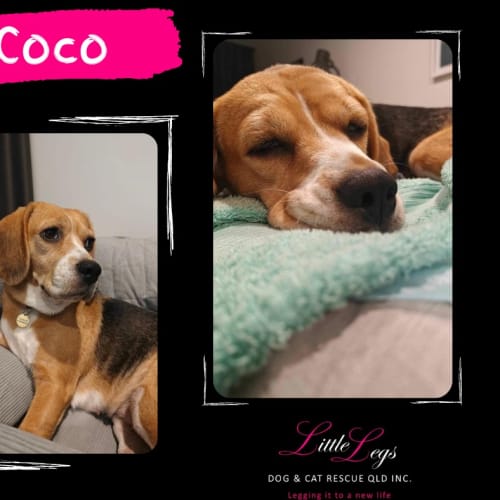 Coco