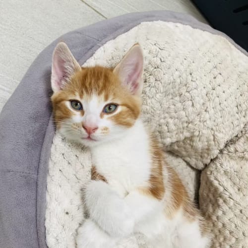 Frutti - Located in Ivanhoe