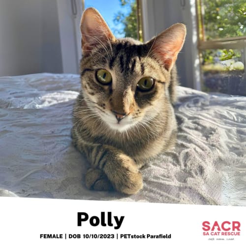 Polly