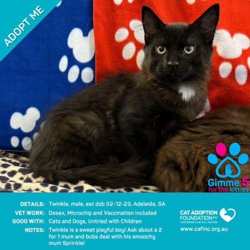 Twinkle Just $50 Limited Time!