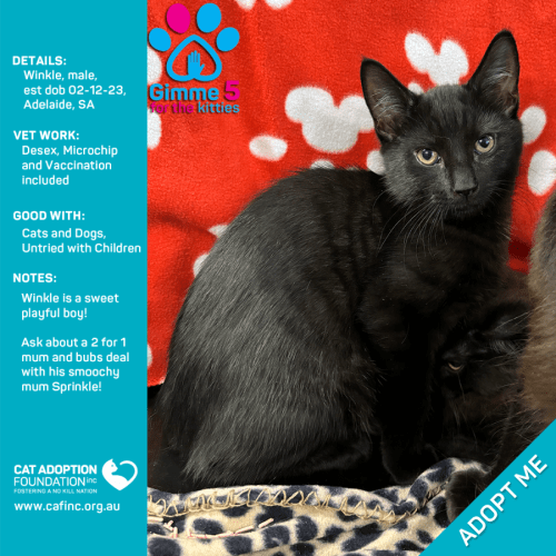 Winkle Just $50 Limited Time!