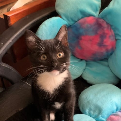 Little Tux - at PetStock Kingsford