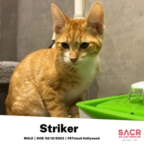 Striker