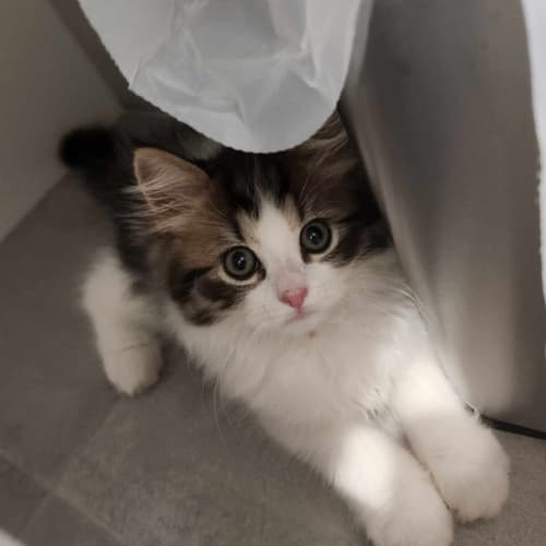 Homer - Located in Templestowe