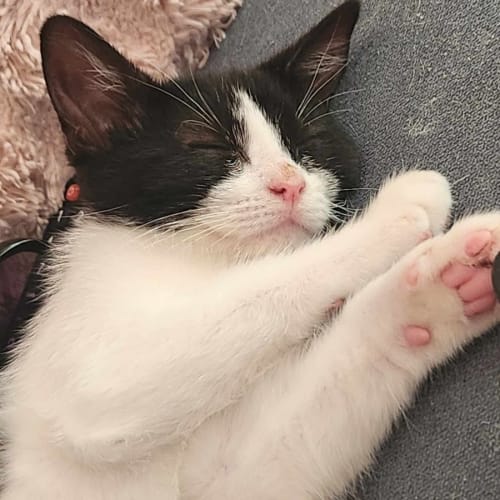 Lisa - Located in Templestowe