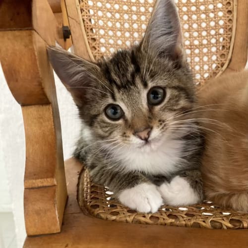 Bruce - Located in Ivanhoe