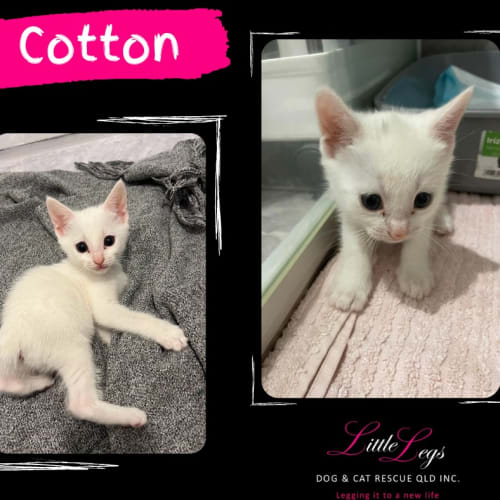 Cotton