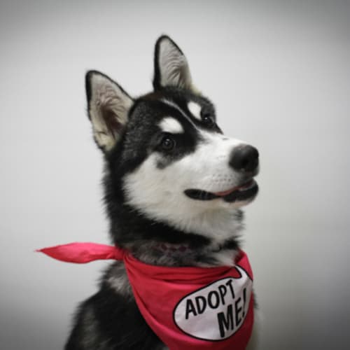 No photo for Sasha