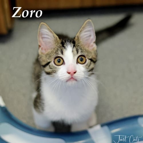 Zoro