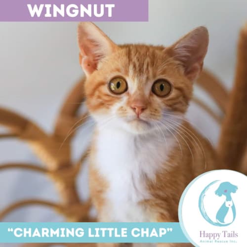 Wingnut