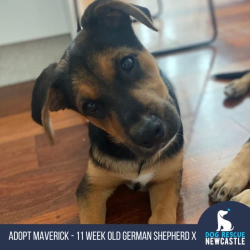 Maverick - 11 Week Old German Shepherd X (Trial)