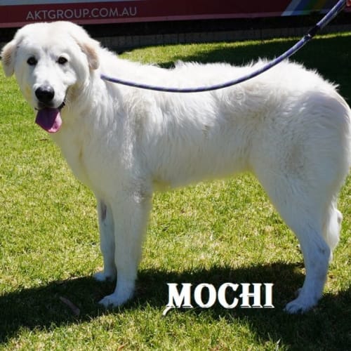 Mochi