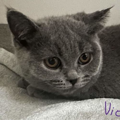 Violet **2nd Chance Cat Rescue **