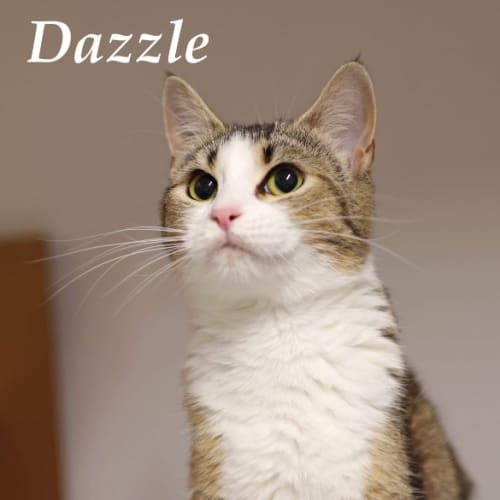 Dazzle