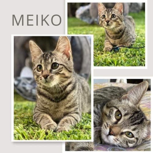 10324 - Meiko