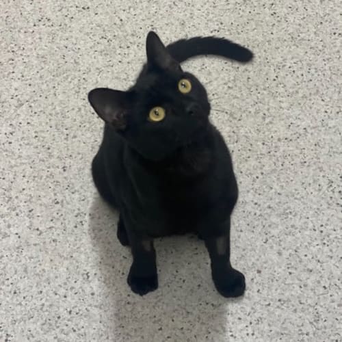 Bagheera