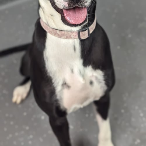 Kali 