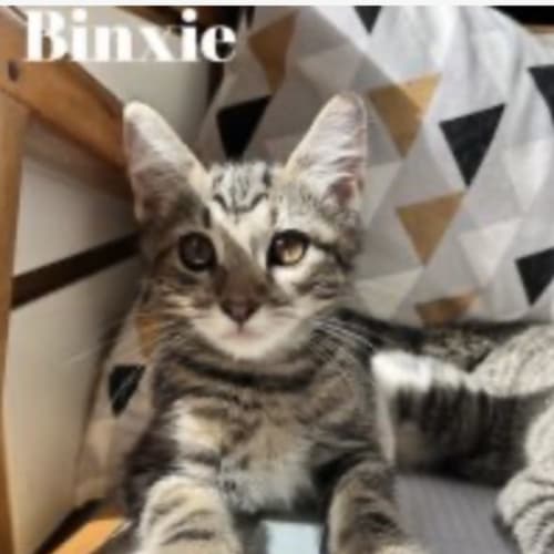 Binxie