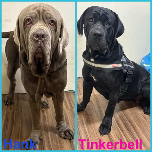 Tank and Tinkerbell