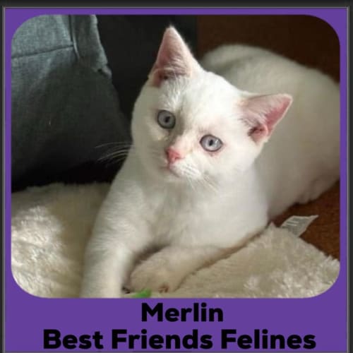 Merlin 